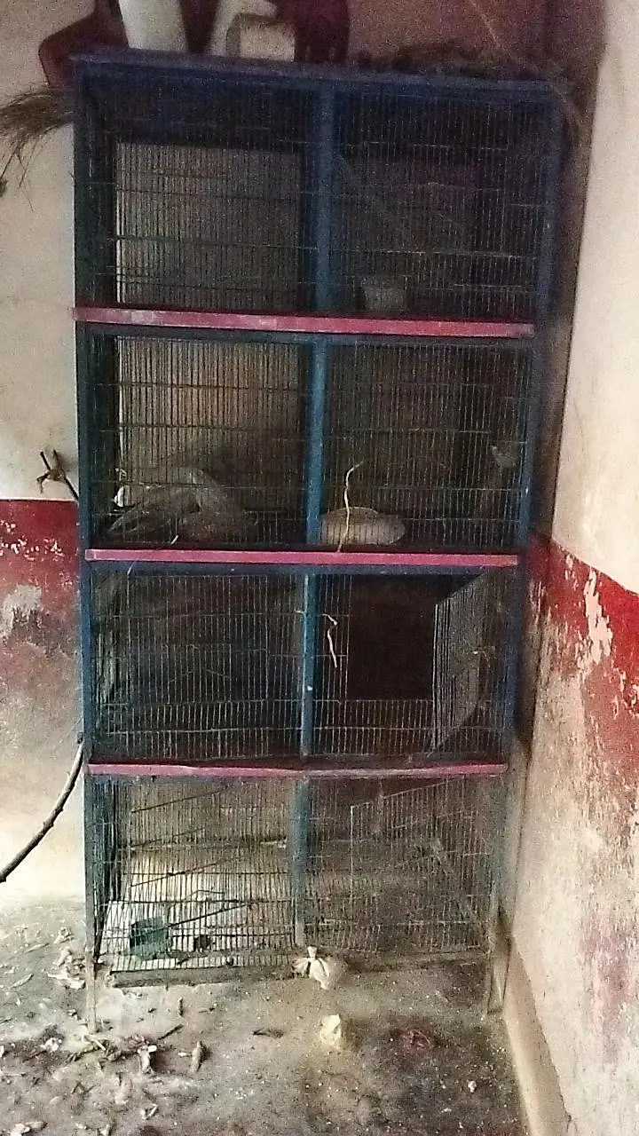 cage available for sale with all associris — photo 2