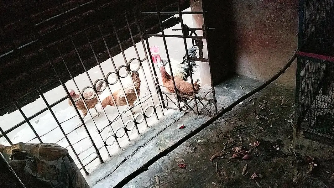 cage available for sale with all associris — photo 3