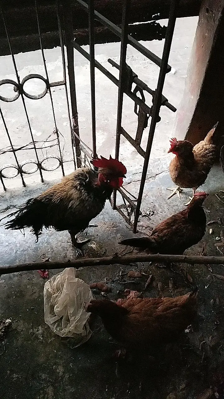 cage available for sale with all associris — photo 4