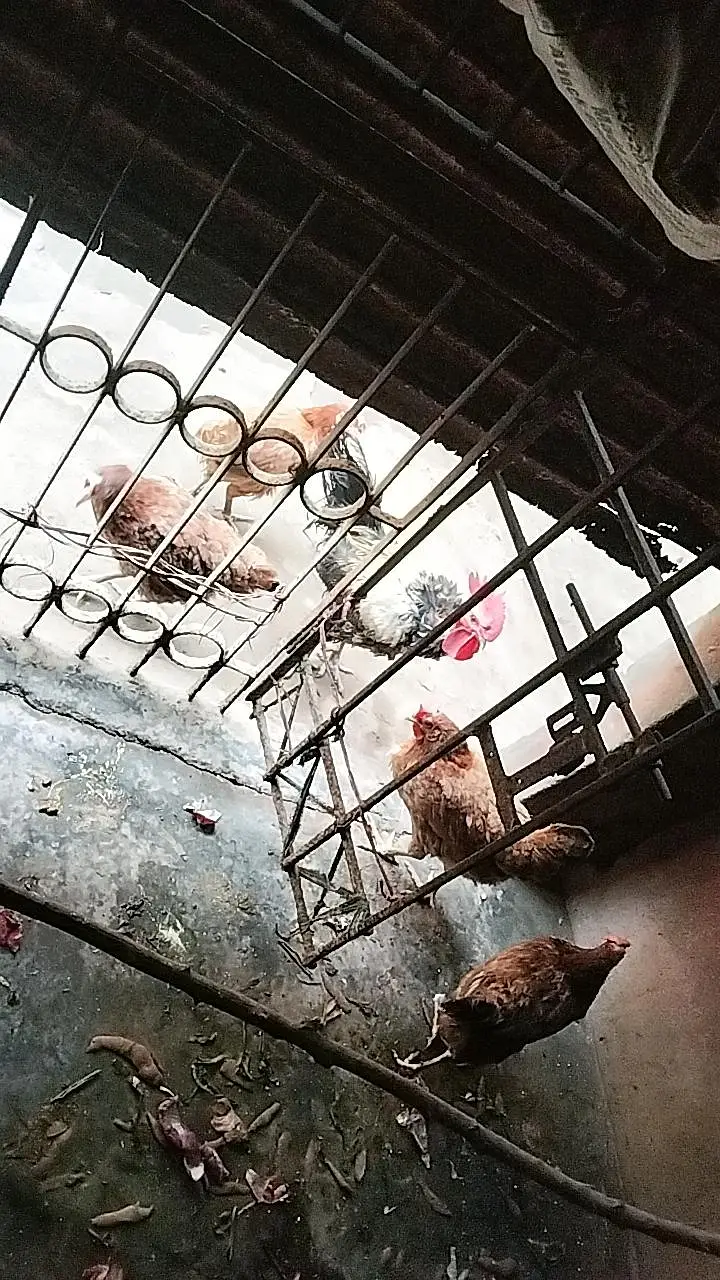 cage available for sale with all associris — photo 5