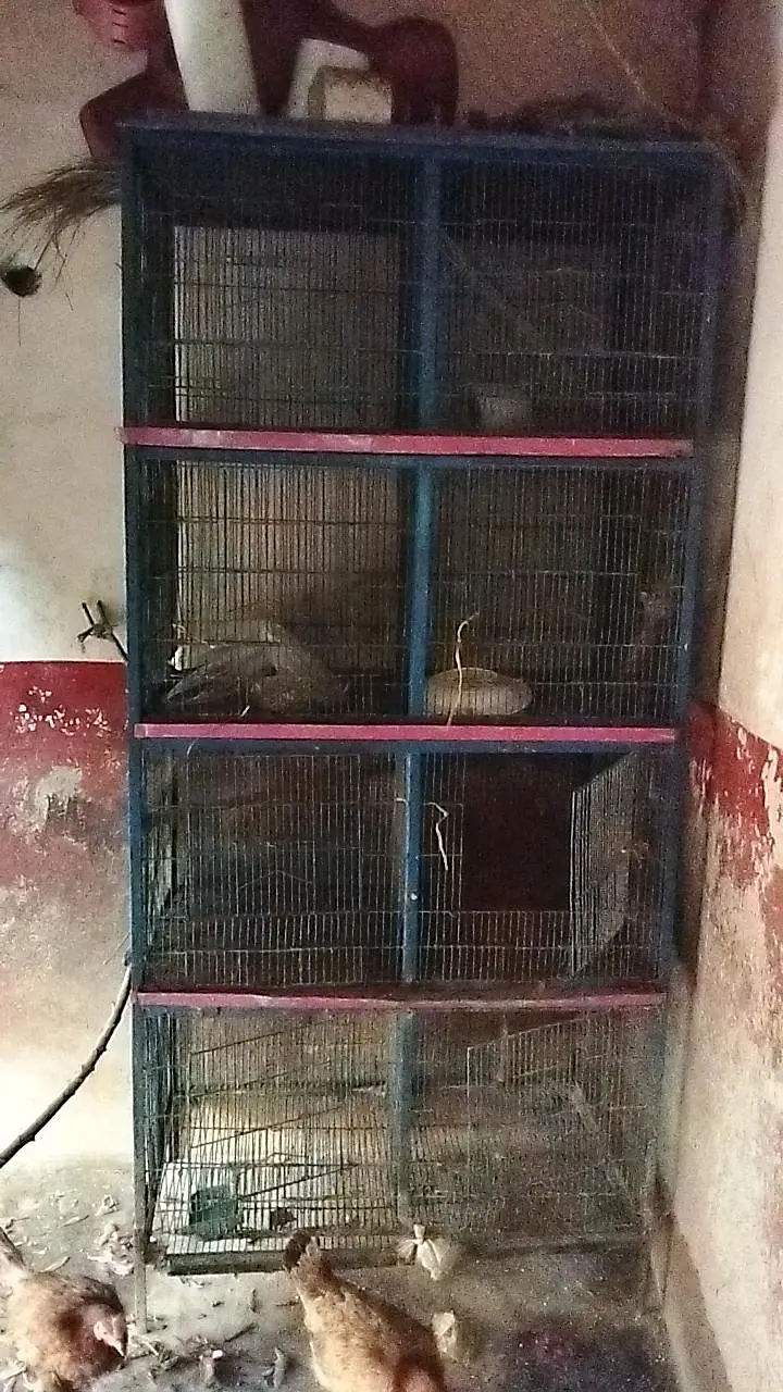 cage available for sale with all associris — photo 7