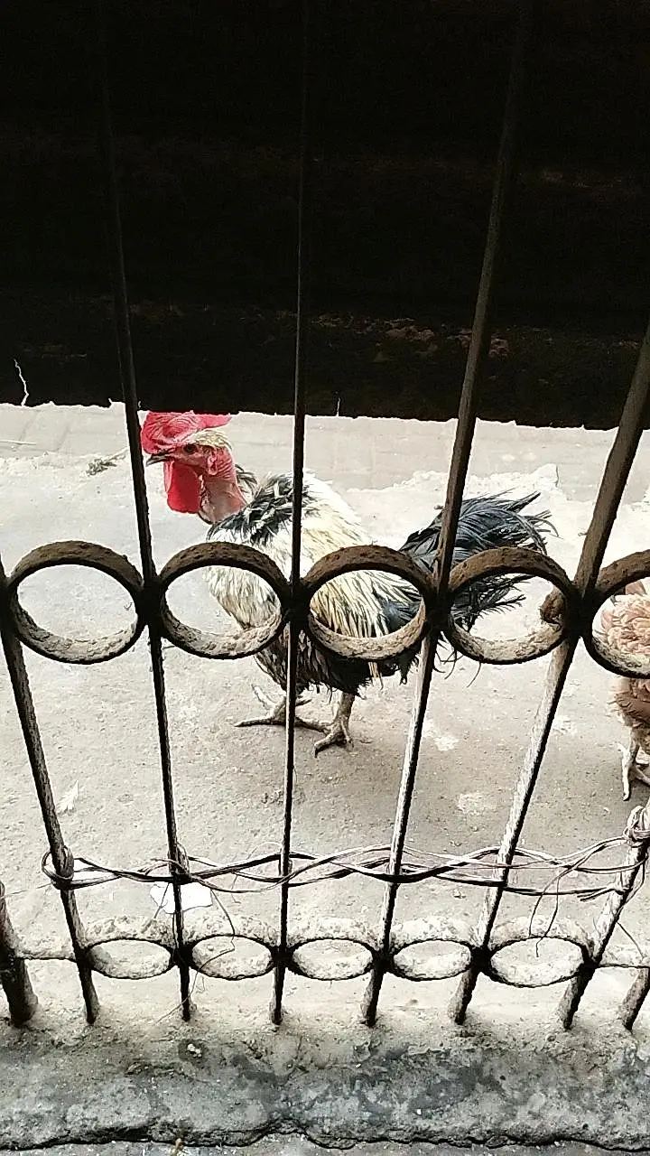 cage available for sale with all associris — photo 8