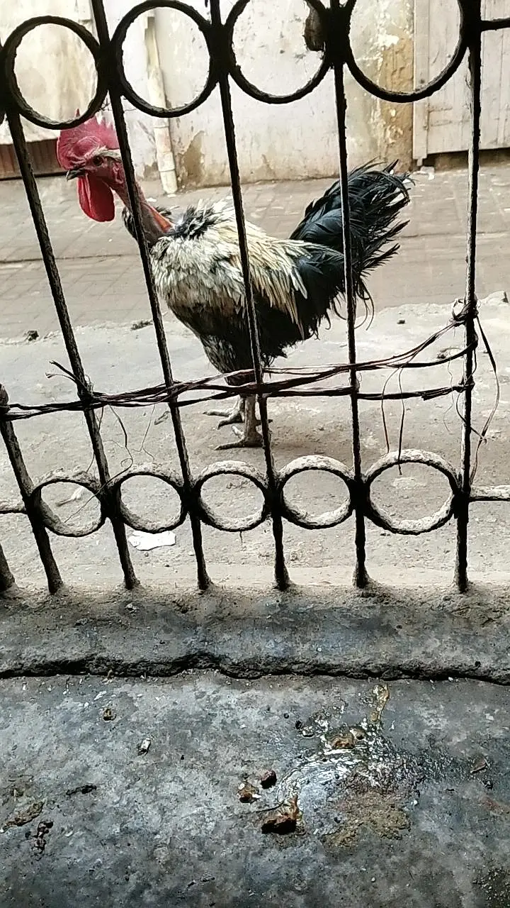 cage available for sale with all associris — photo 9