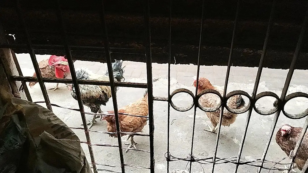 cage available for sale with all associris — photo 10
