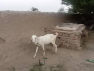 Gaban bakri for sale