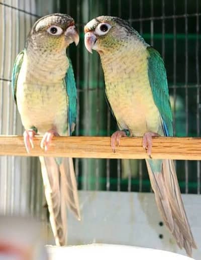 Blue turquoise and blue cinnamon conure for sale
