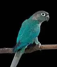 Blue turquoise and blue cinnamon conure for sale — photo 2