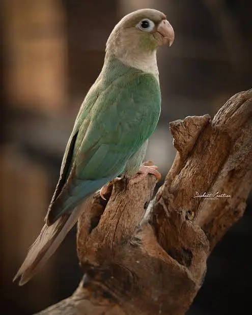 Blue turquoise and blue cinnamon conure for sale — photo 3