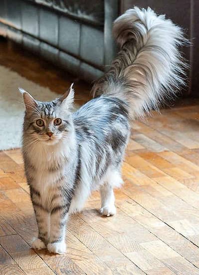 Maine coon cat