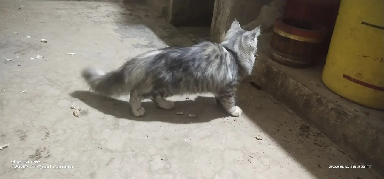 Maine coon cat — photo 3