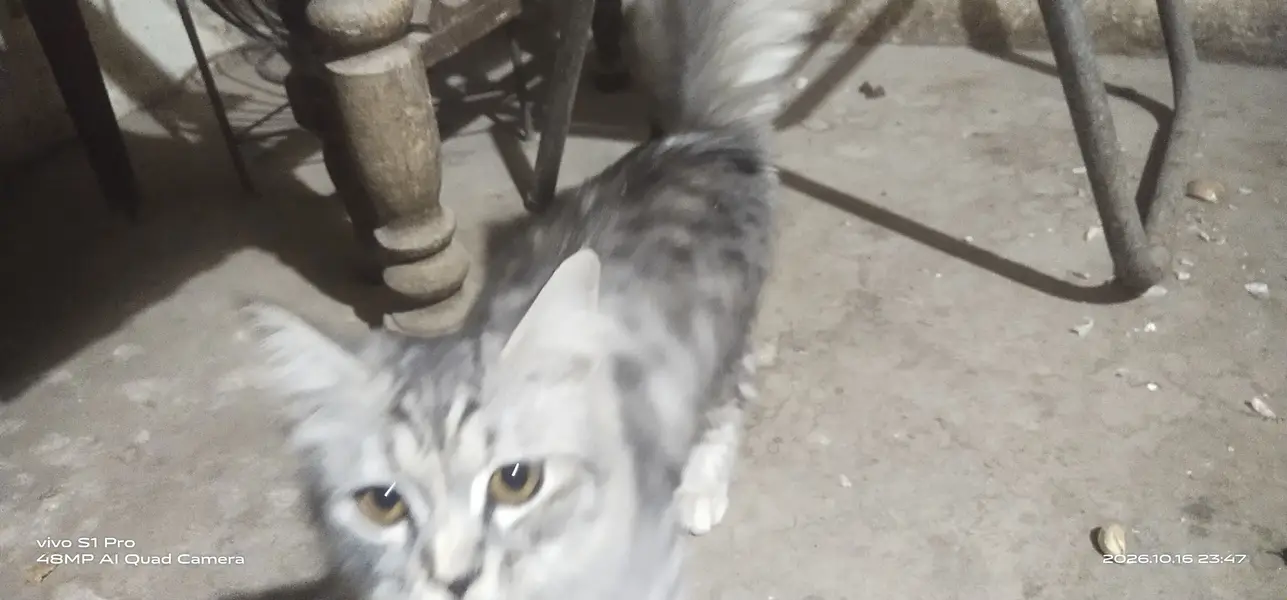 Maine coon cat — photo 4