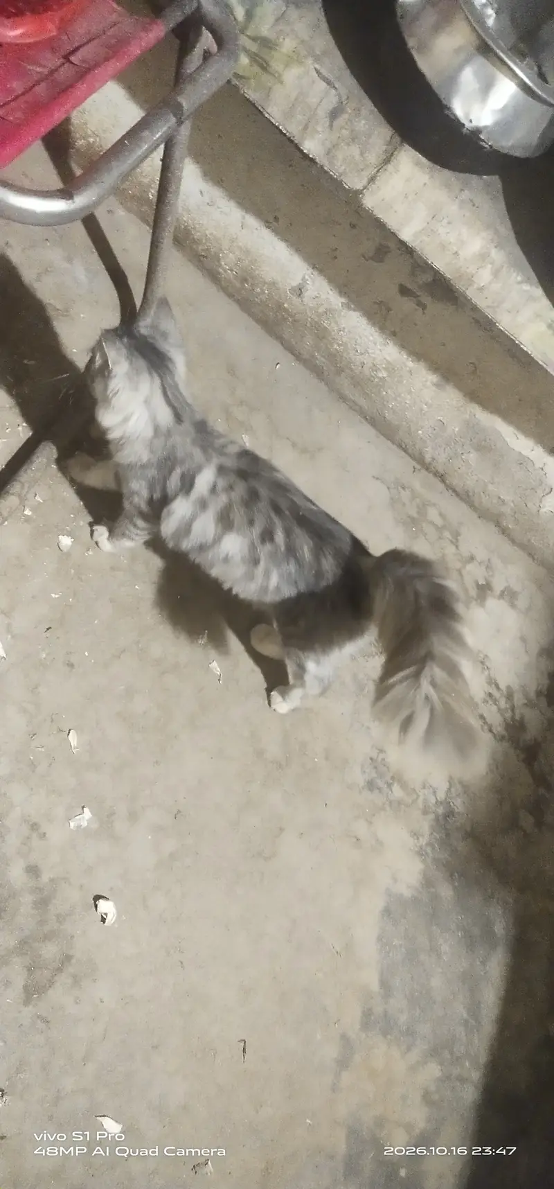 Maine coon cat — photo 5