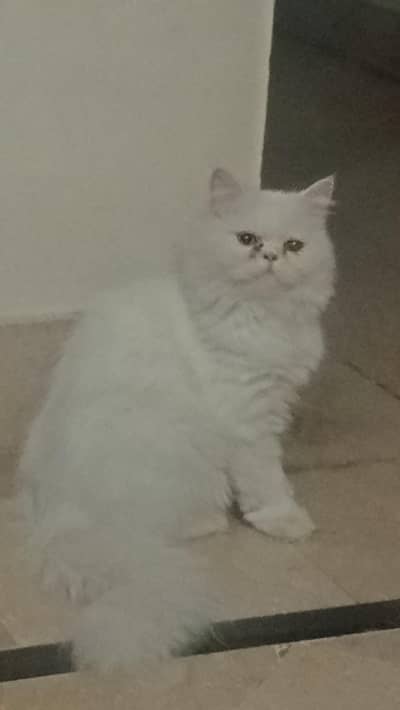 female cat looking for new home