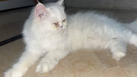 female cat looking for new home
