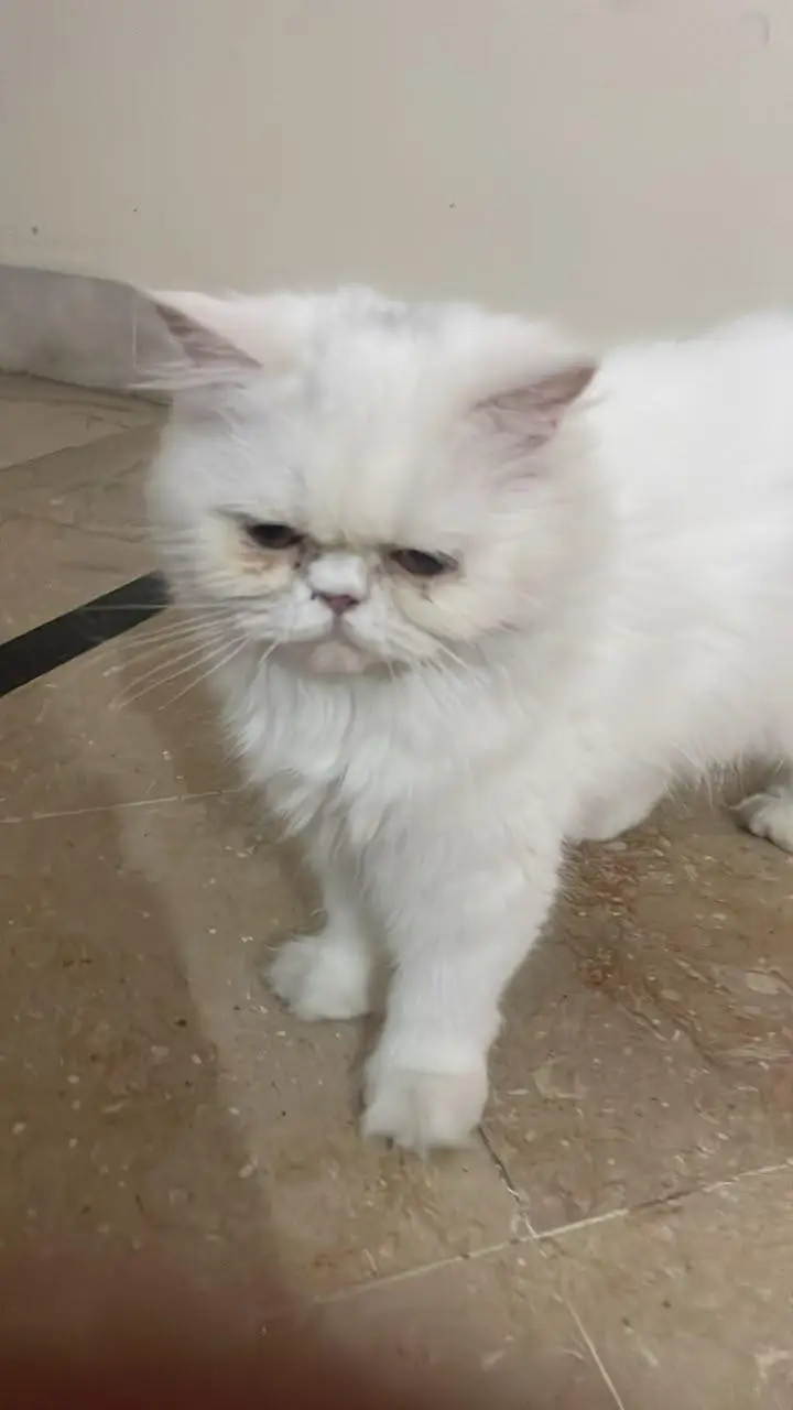 female cat looking for new home — photo 2