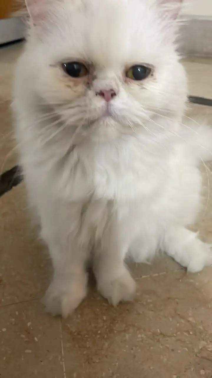 female cat looking for new home — photo 3