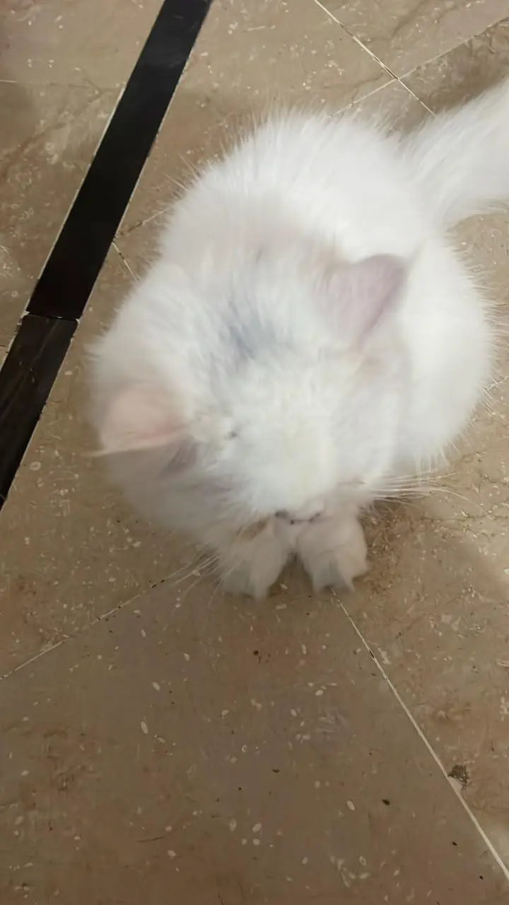 female cat looking for new home — photo 4