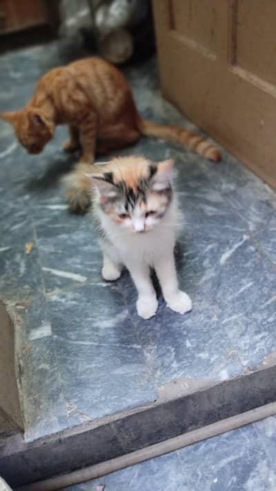 Cat pershion