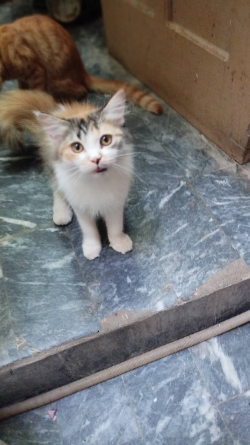 Cat pershion 1