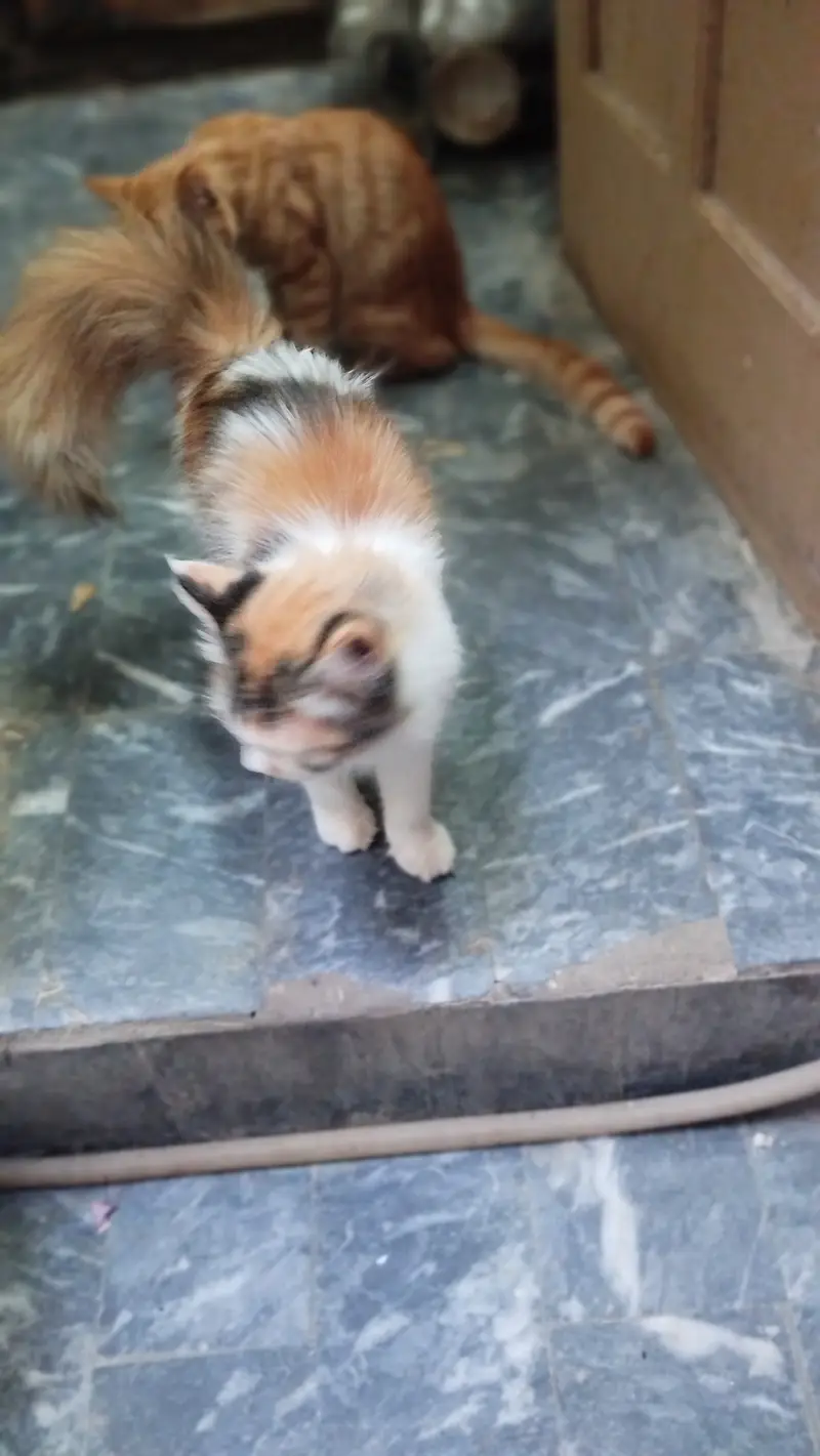 Cat pershion — photo 3
