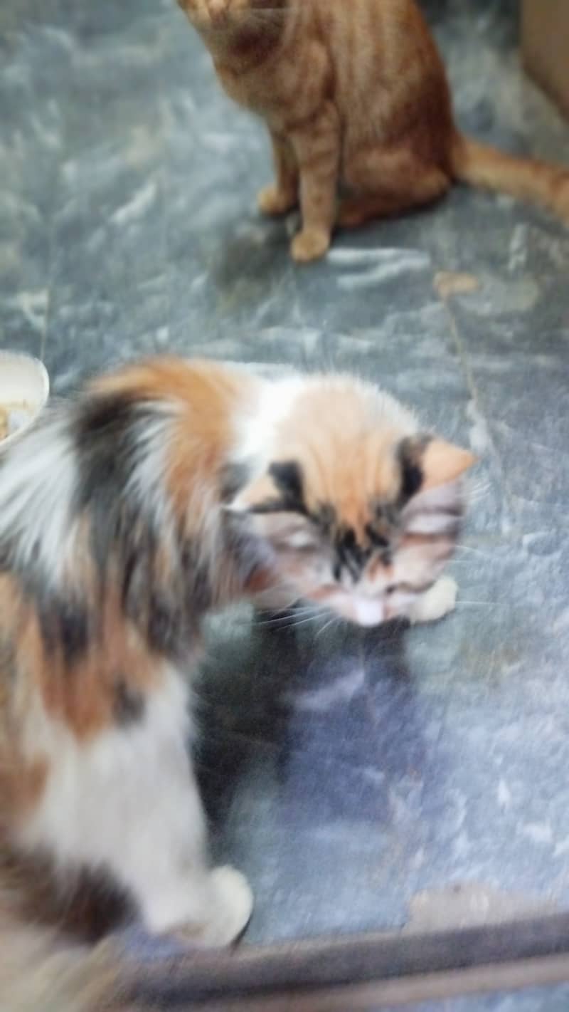 Cat pershion 3