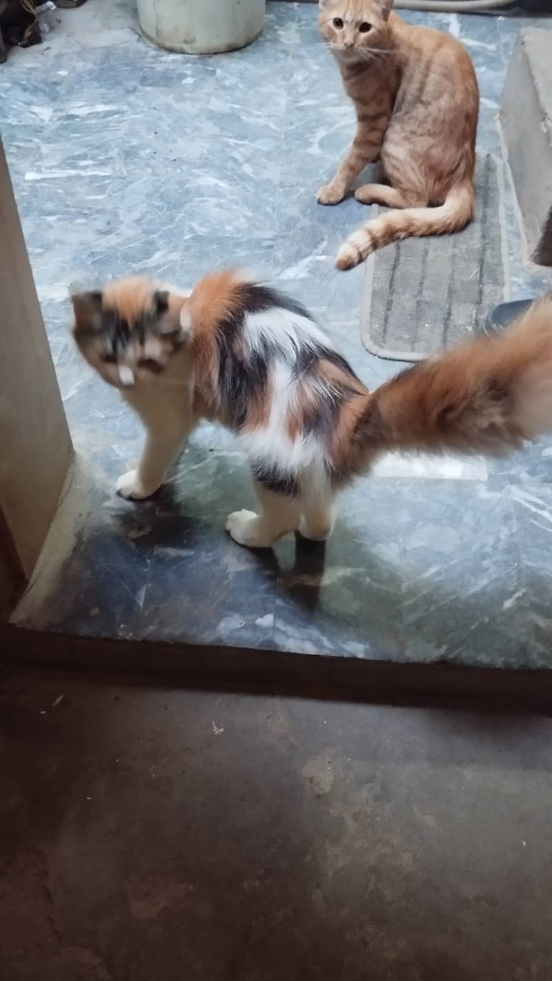 Cat pershion 4