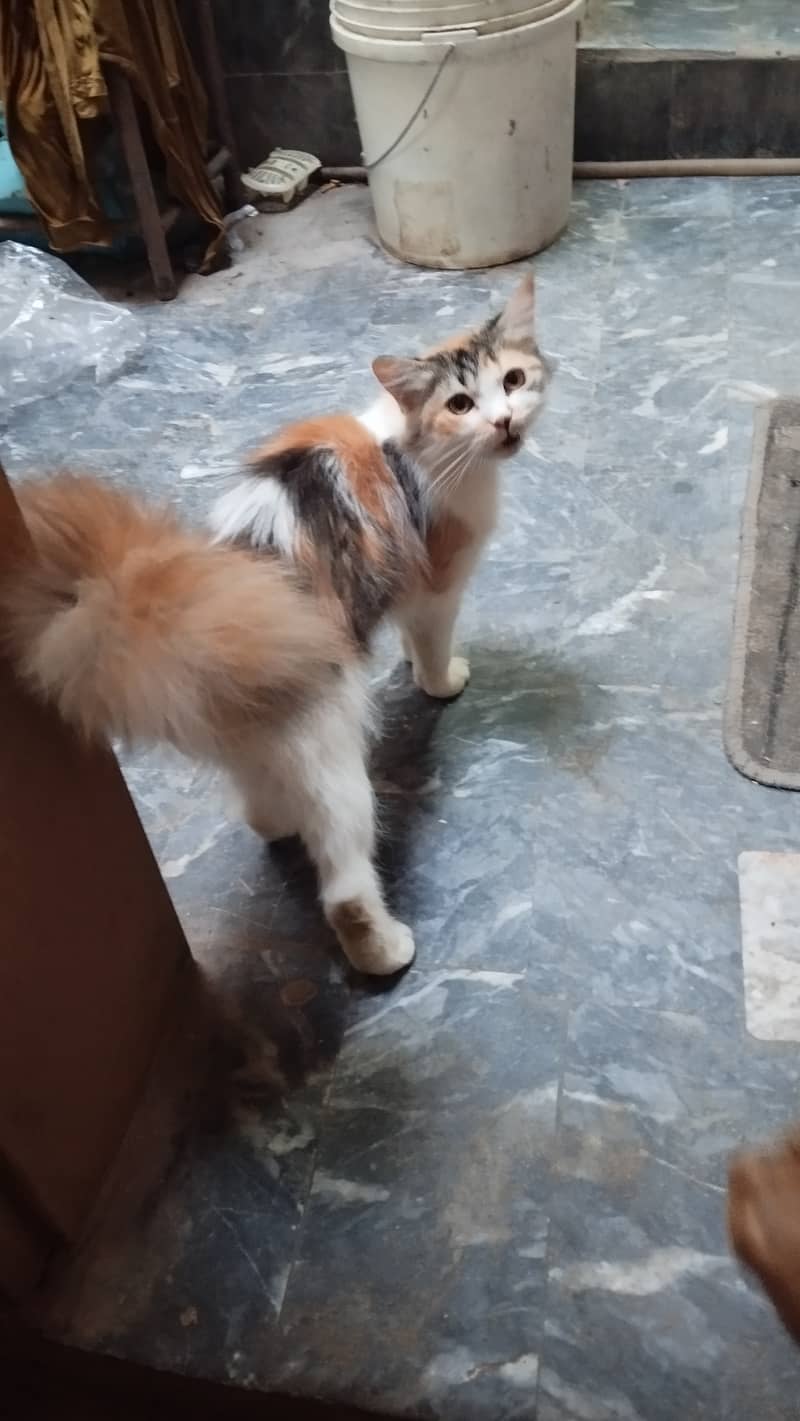 Cat pershion 5