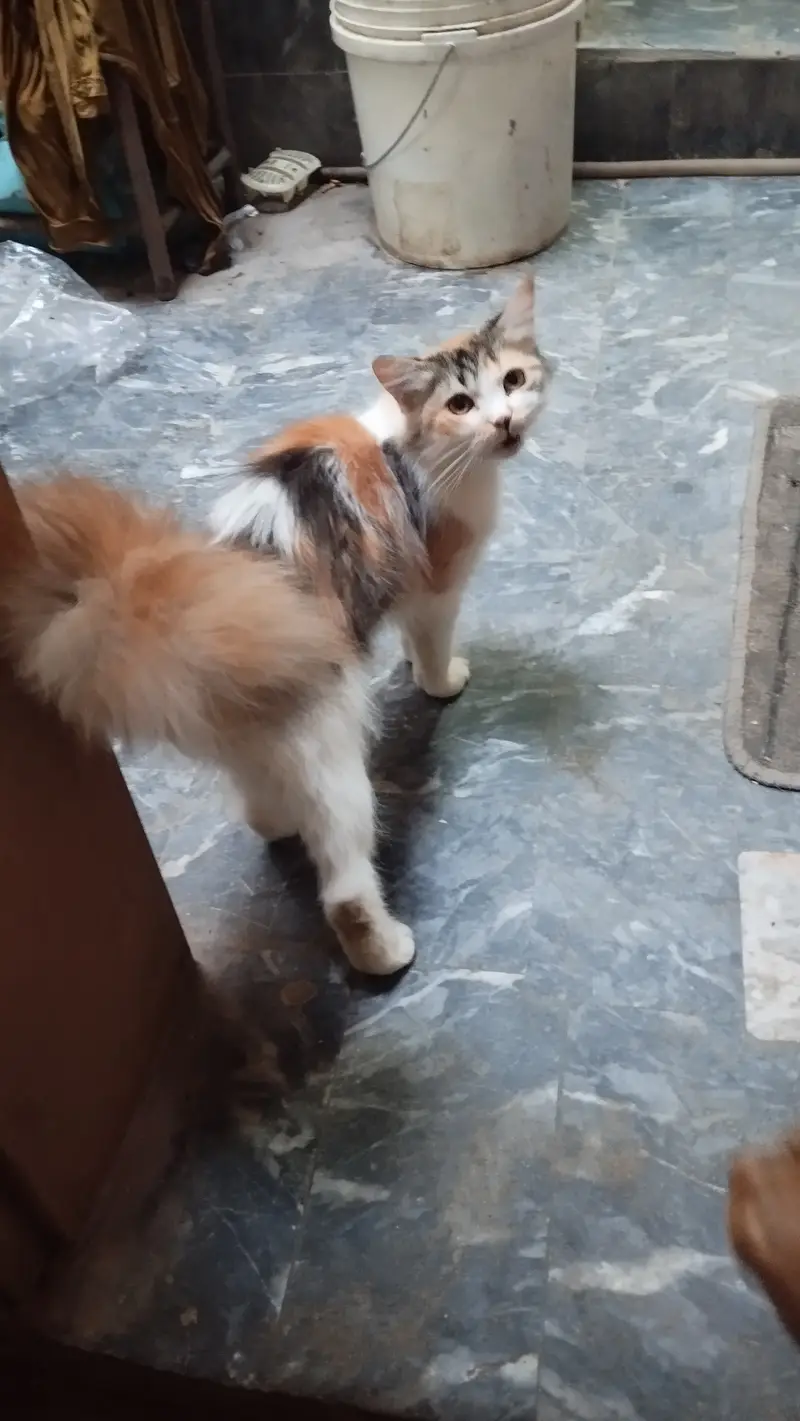 Cat pershion — photo 6