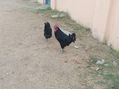 austloop pair for sale 03o5 69five3168