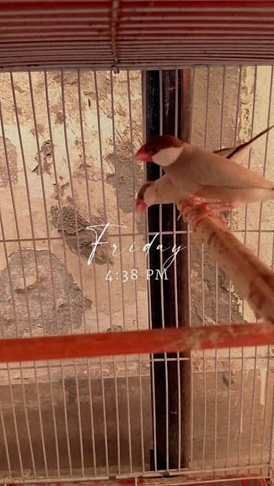 Fawn jawa breeder pair for sale