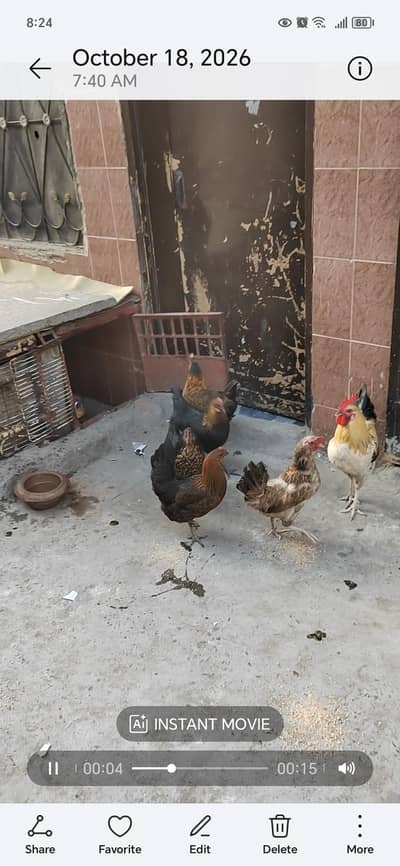 5 murgia or ak murga for sale