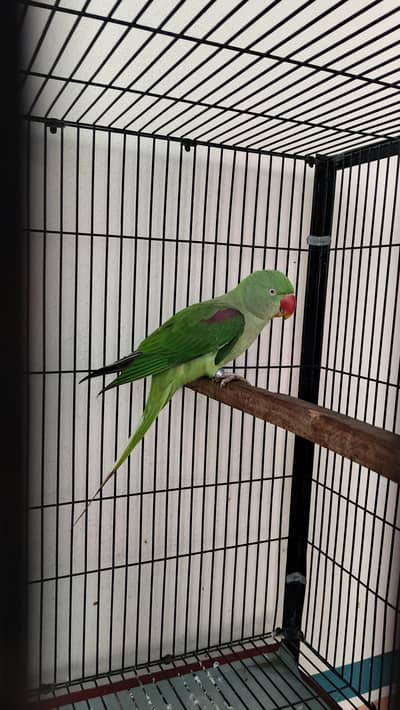 Raw Female for sale
