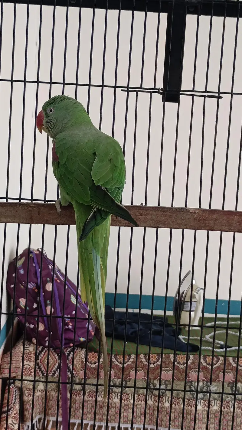 Raw Female for sale — photo 2