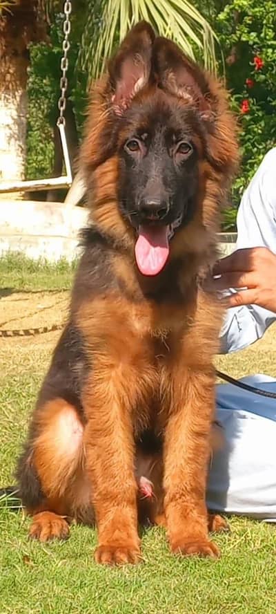 Triple coat high-class German shepherd Male