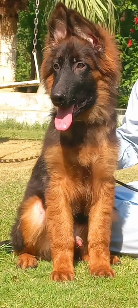 Triple coat high-class German shepherd Male — photo 2