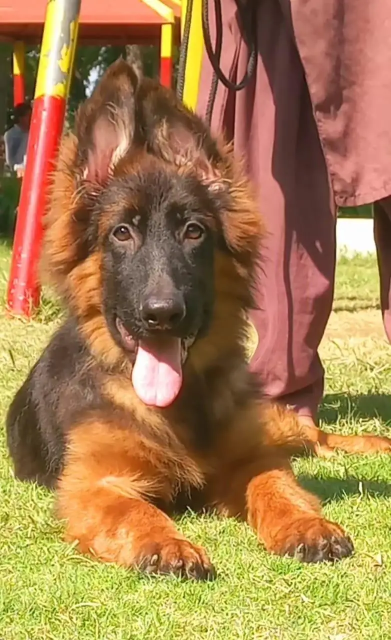 Triple coat high-class German shepherd Male — photo 3