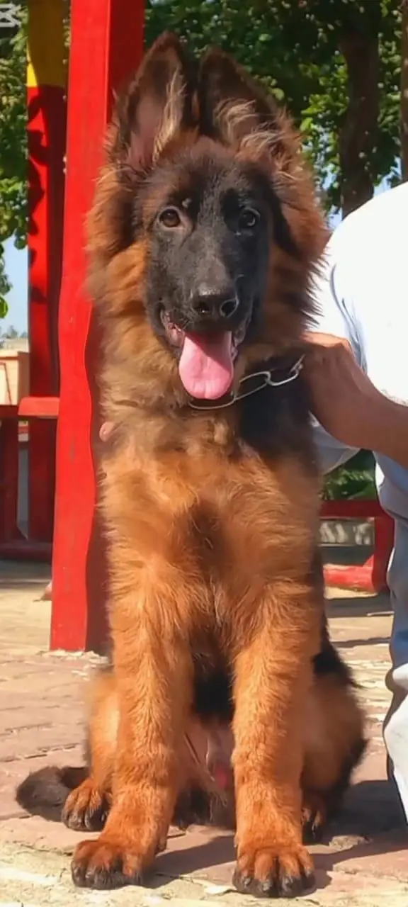 Triple coat high-class German shepherd Male — photo 4