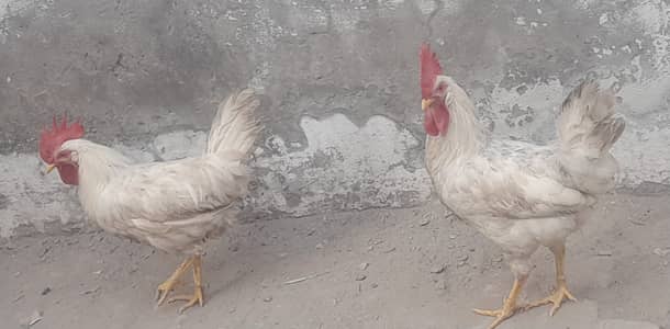 2 dasi murga for sale