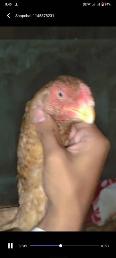 Shamu or parrot beak cross ma female h