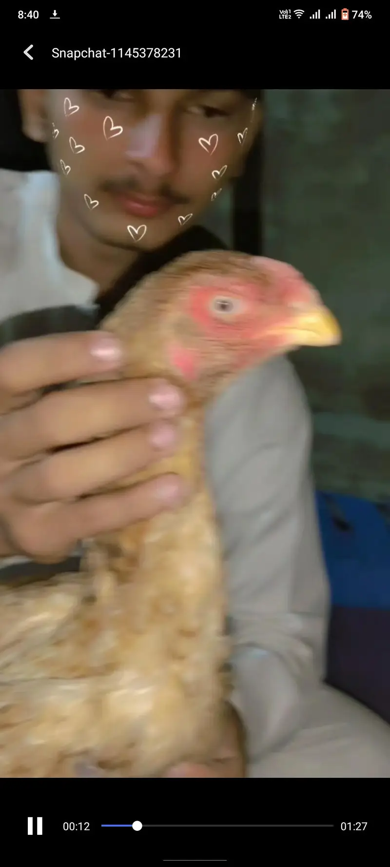 Shamu or parrot beak cross ma female h — photo 5