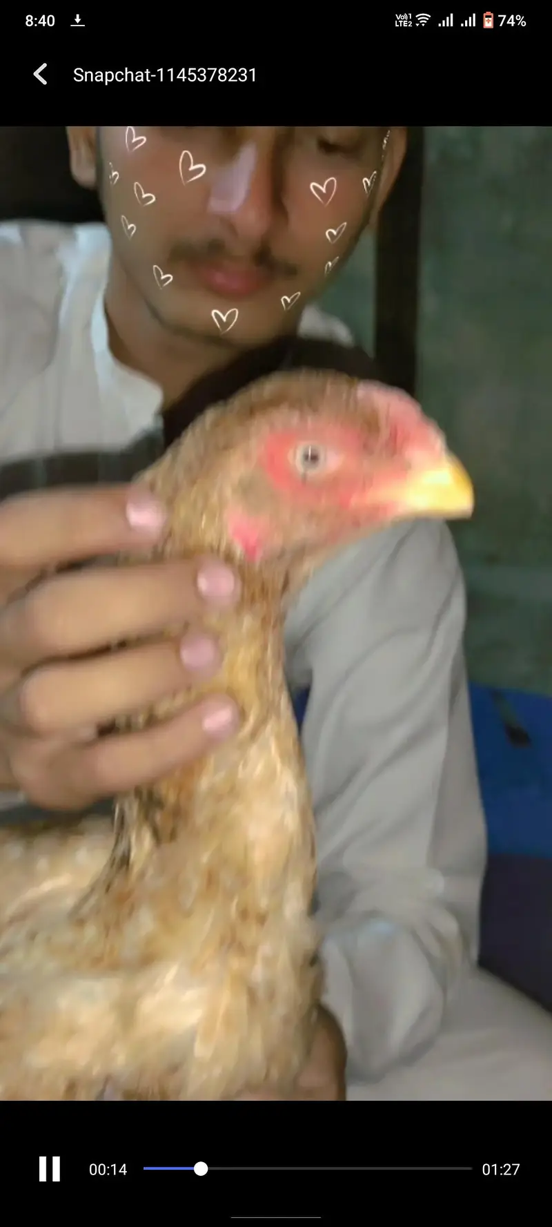 Shamu or parrot beak cross ma female h — photo 6