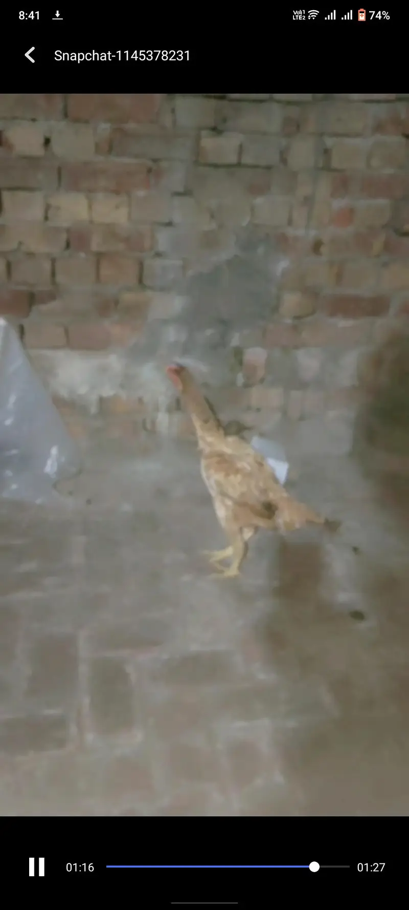 Shamu or parrot beak cross ma female h — photo 7