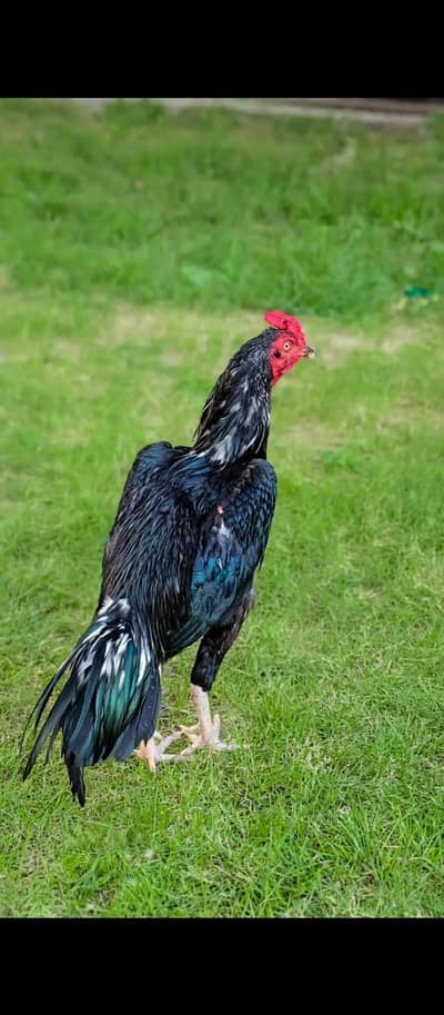 lasani aseel hen for sale