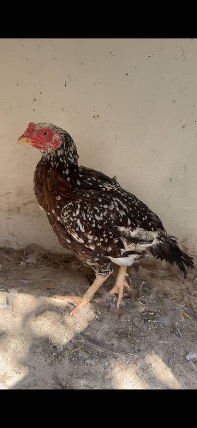 Cheni madi