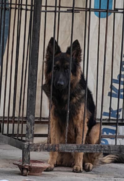 Pure Long Coat German Shepherd