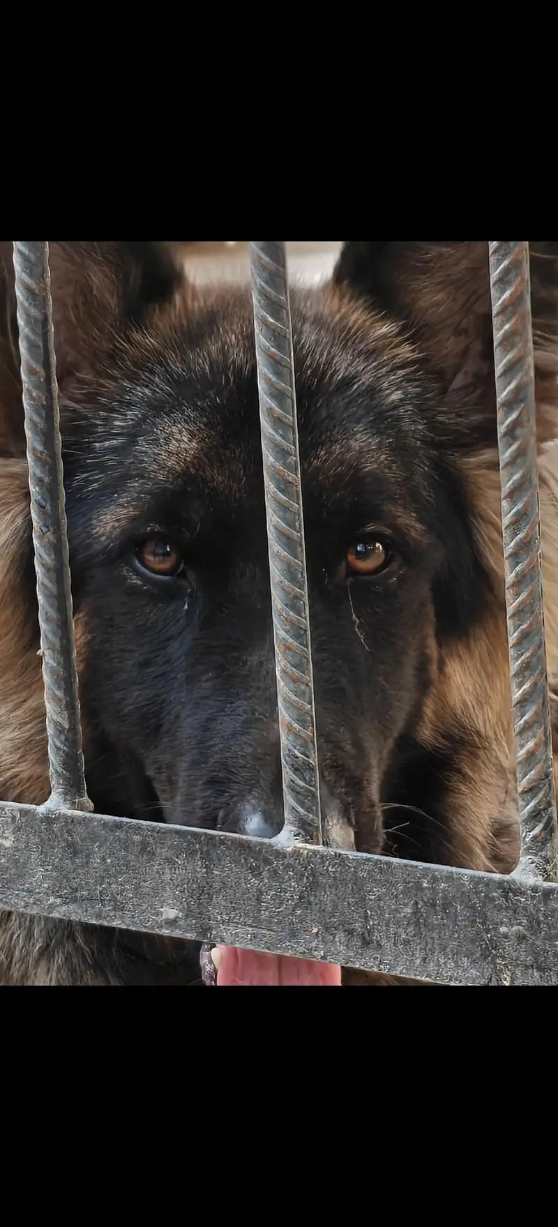 Pure Long Coat German Shepherd — photo 2
