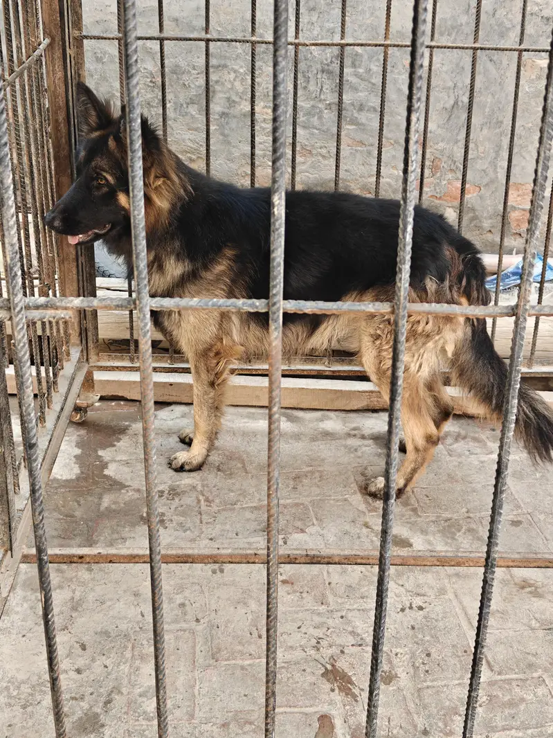 Pure Long Coat German Shepherd — photo 3