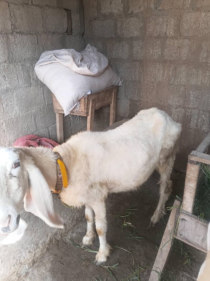 sheep 0