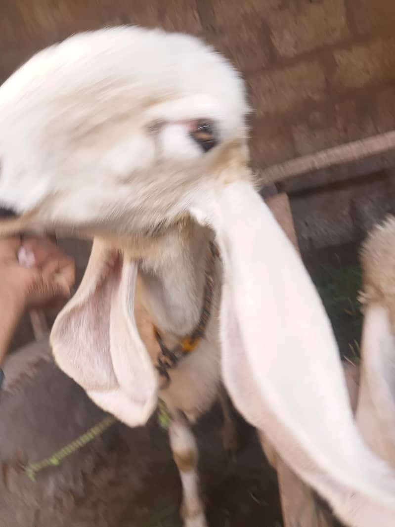 sheep 2