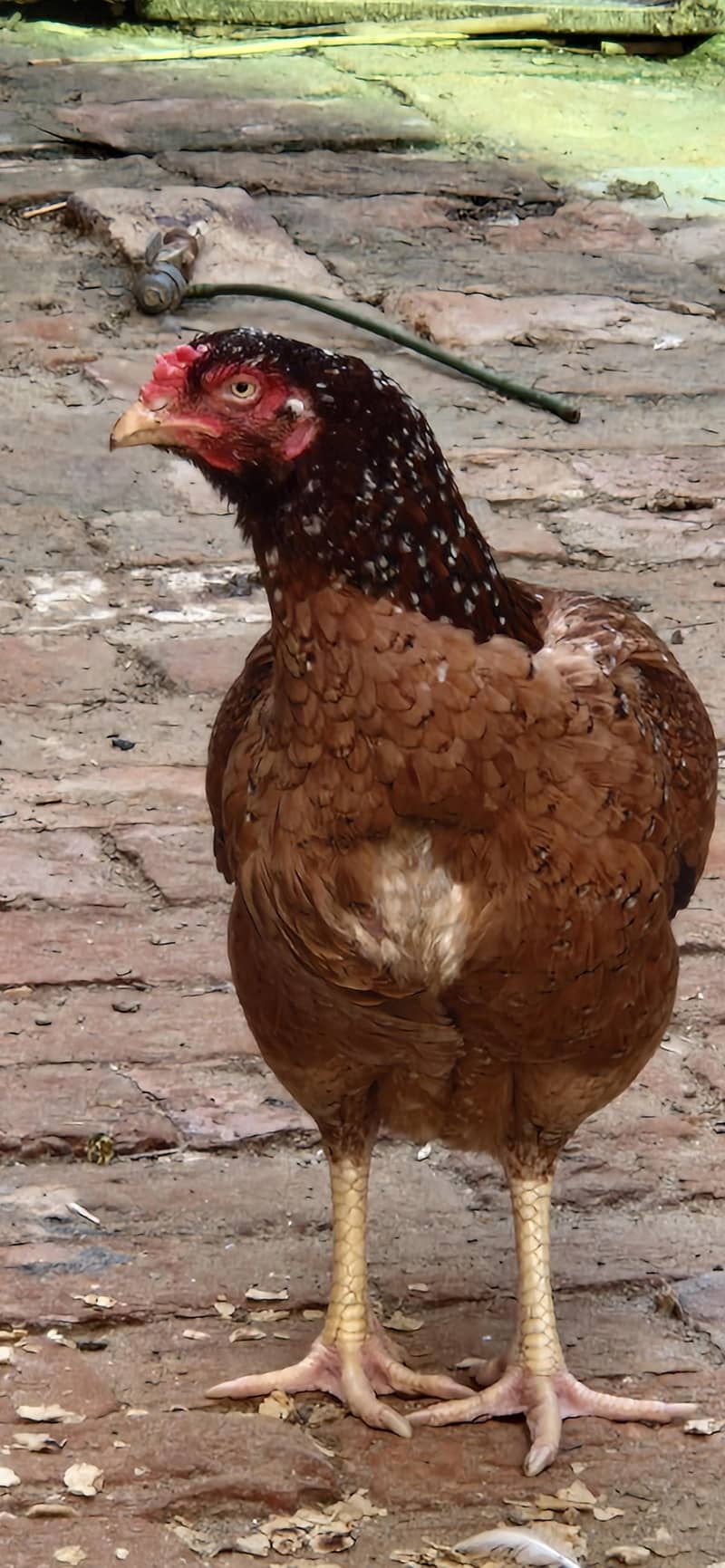 aseel hen 0